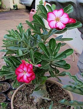 Minhas rosas-do-deserto agradecem o cuidado com flores lindas.