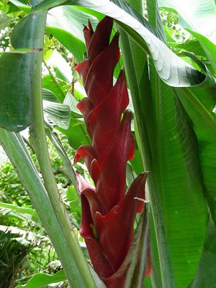 Helicônias e bananeiras, com suas folhas grandes e macias, devem ser plantadas em locais protegidos de ventos fortes.