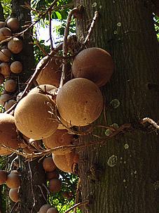 O Abricó-de-macaco é uma árvore frequentemente utilizada como ponto focal, pela bela e curiosa floração e frutificação. Mas os frutos caídos atraem insetos e provocam mal cheiro. Leve isso em consideração ao conduzi-la próximo à residência. Foto de Santa Rosa