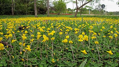 A grama amendoim é uma forração de dupla função, pois também apresenta linda floração. Foto de Maurício Mercadante