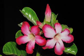 Uma rosa-do-deserto saudável, produz belas e abundantes florações. Foto de  澎湖小雲雀 沙漠玫瑰實生苗開花