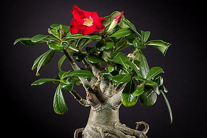 Evite utilizar adubos nitrogenados em demasia nas rosas-do-deserto, para preservar o aspecto robusto e compacto da planta. Foto de Peter Kemmer