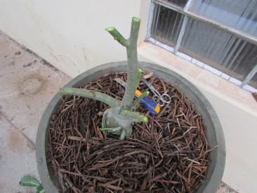 As podas drásticas podem deixar a sua planta feia e esquisita, mas são importantes à forma e floração dos Adeniums. Foto de Sinval.