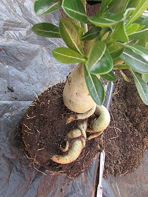 adenium_caudex_2