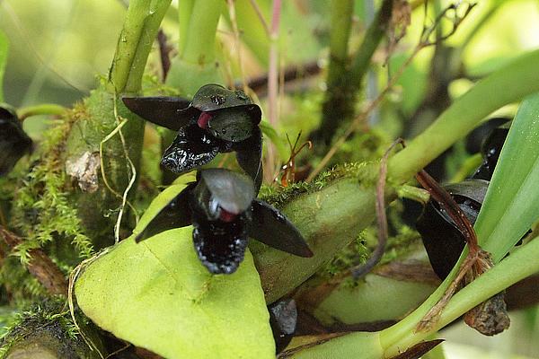 maxillaria_orquidea_negra