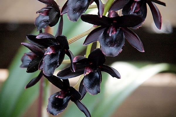 Foto de orchidgalore