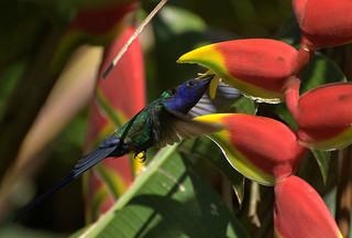 Heliconia rostrata - adorada pelos beija-flores. Foto de Dario Sanches