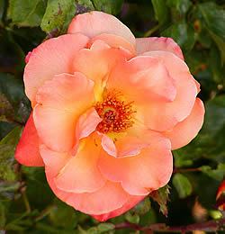 Rosa Sempre-florida 'Apricot Nectar'Foto de Stan Shebs