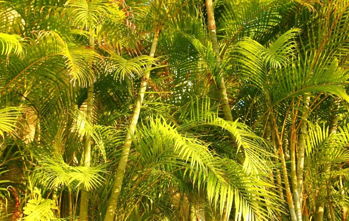 Palmeira Areca