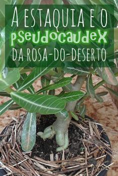 ROSA_DO_DESERTO