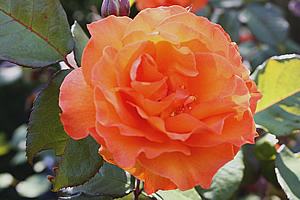 Rosa arbustiva 'Doris tysterman' Foto de Rexness