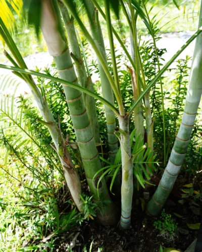 Touceira da Palmeira Areca. 