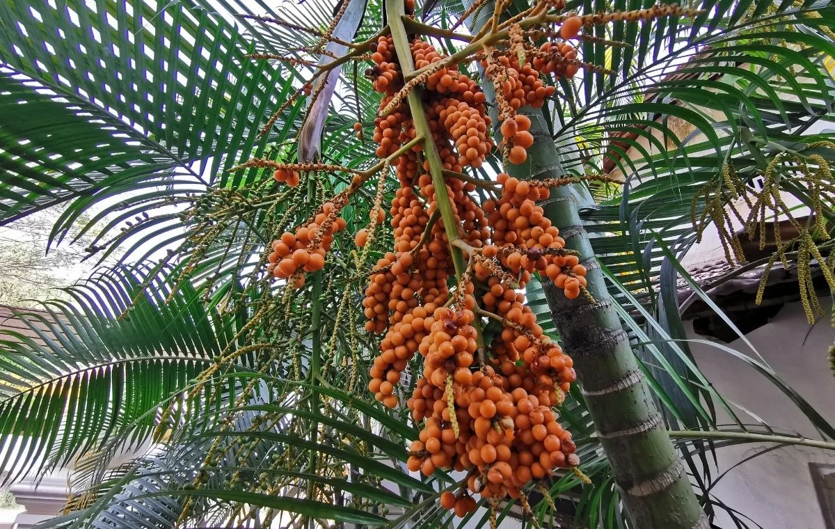 Frutos da Palmeira Areca - Dypsis lutescens