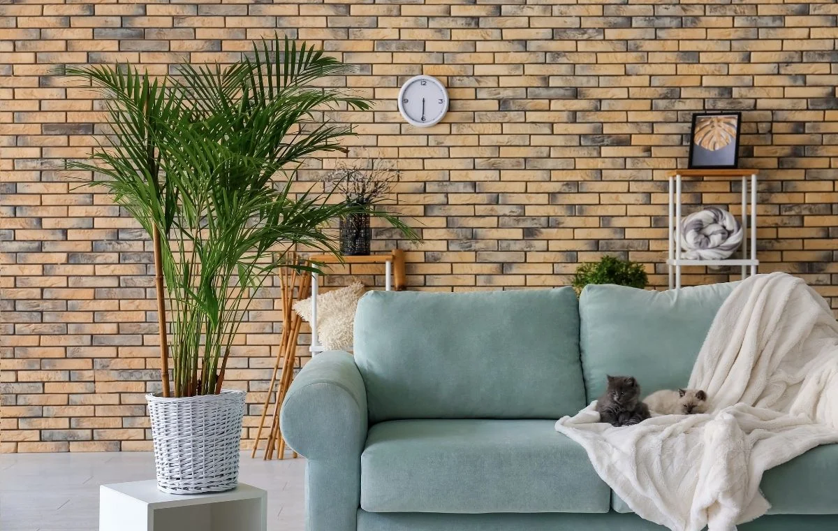 Uso da Palmeira Areca jovem e entouceirada na decoração de interiores. 