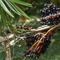 Camedórea-bambu - Chamaedorea seifrizii