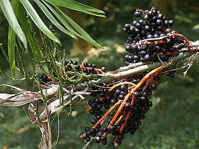 Camedórea-bambu - Chamaedorea seifrizii