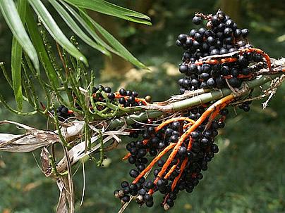 Camedórea-bambu - Chamaedorea seifrizii