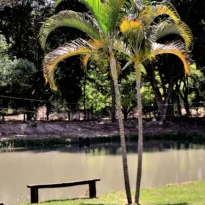 Palmeira areca - Dypsis lutescens