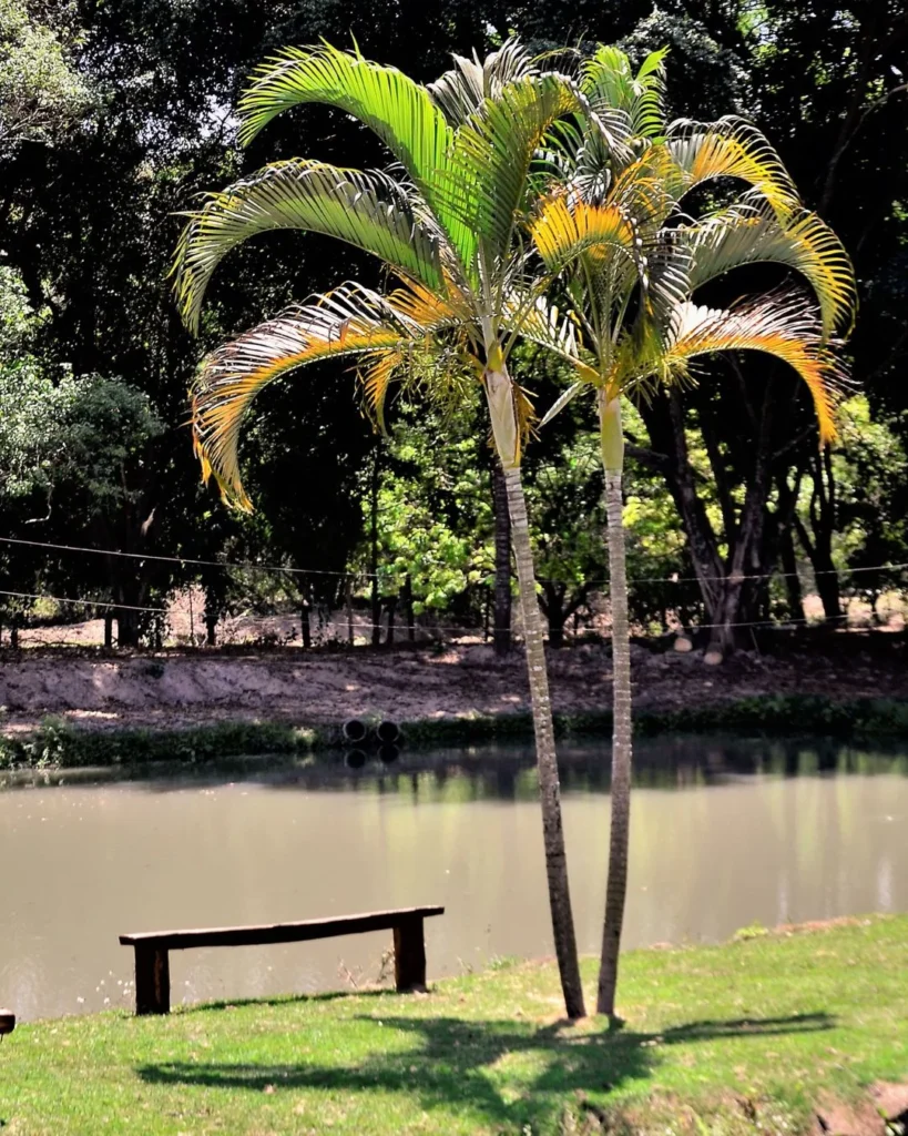 Palmeira areca - Dypsis lutescens