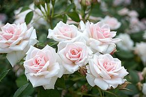 Mini Rosa 'Sayokyoku'Foto de Tkiya