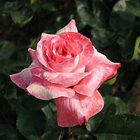Rosa Híbrida de Chá 'Paul Shirville' Foto de T.Kiya