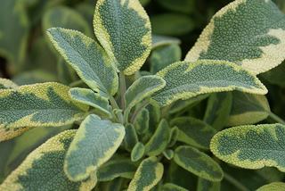Sálvia 'Variegata'. Foto de Centro Ciência Viva da Floresta