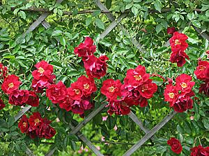 Rosa Trepadeira 'Guinee'Foto de T.Kiya
