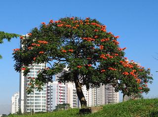 Uma belíssima Tulipeira, pena que é tóxica para as abelhas. Foto de Mauro Guanandi