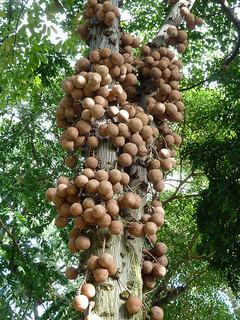 Perigosos e mal-cheirosos. Os frutos da Abricó-de-macaco são verdadeiras balas de canhão. Foto de Wendy Cutler