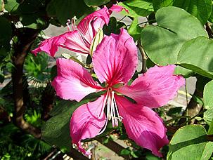 A bela flor da Bauhinia-de-hong-konh. Foto de Toby Oxborrow