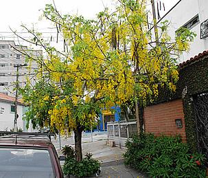 A bela floração da Chuva-de-ouro. Foto de Mauro Guanandi