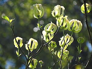 Cornus florida subsp. urbiniana. Foto de Chuck. B