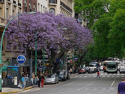 A florada do Jacarandá. Foto de Beatrice Murch