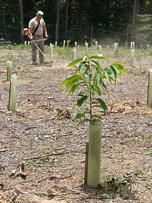 Um cano de PVC cortado auxilia a proteger de formigas e da roçadeira. Foto de US Army Environmental