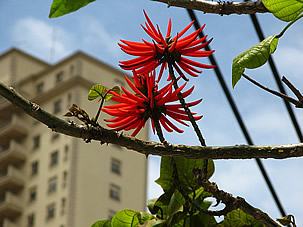 As flores da Eritrina-candelabro são irresistíveis aos beija-flores. Foto de Mauro Guanandi