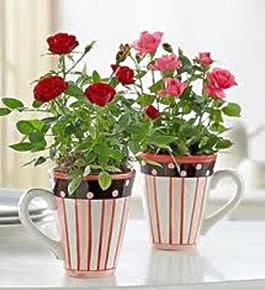 Em canecas, as mudas de mini rosas ficam um charme. Foto Divulgação: Exclusiva Comunicação