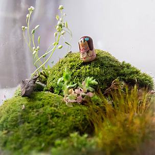 Musgos colhidos no jardim ficam ótimos em terrários e gostam das condições de umidade. Foto de Gergely Hideg