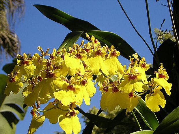 Oncidium spp.Foto de Barbara dieu