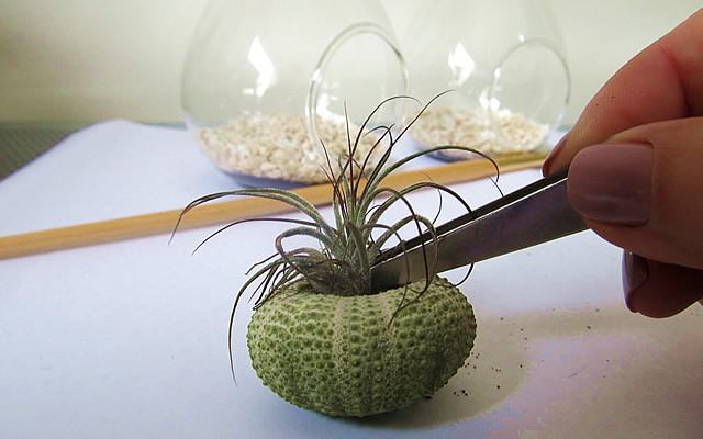 Passo 3: Se o adorno escolhido permitir, faça pequenas montagens. Aqui, uma pequena cavidade na concha, permitiu que colocássemos a tilândsia dentro dela. Se necessário, use uma pinça para esta função.