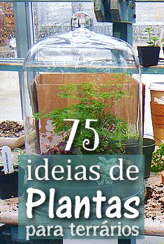 pinterest_terrarium_plants