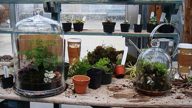 Montagem de terrários com diversas plantas para ambientes úmidos. Foto de Amy Gizienski