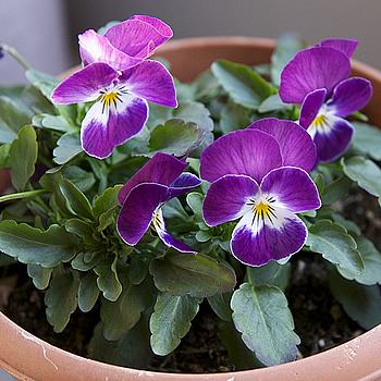 Não precisa abandonar os amores-perfeitos para ter um jardim de baixa manutenção. Mas plante-os em jardineiras ou canteiros não muito extensos.