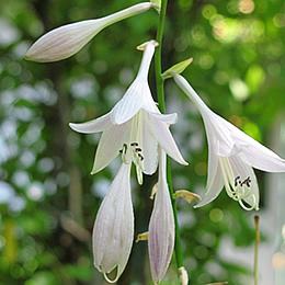 Detalhe das flores da Hosta. Foto de Joe+Jeanette Archie