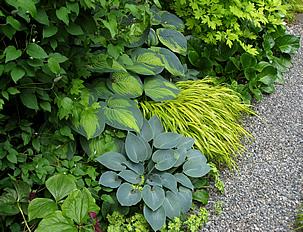 Canteiro com hostas e acorus. Foto de Brewbooks