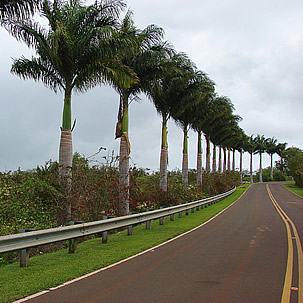 Palmeiras-reais-de-cuba ao longo da estrada. Foto de 