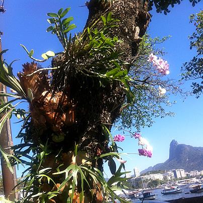 Orquídeas e Chifre-de-veado. Foto de Shirlei Danon