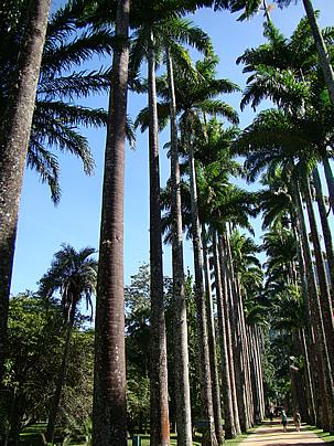 Alameda de palmeiras-imperiais do Jardim Botânico do Rio de Janeiro. Foto de Mauro Guanandi