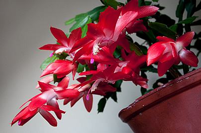 A flor-de-maio está a todo vapor no inverno. Florescendo com esplendor. Não deixe de fertilizá-la nesta fase. Foto de Björn Sahlberg 
