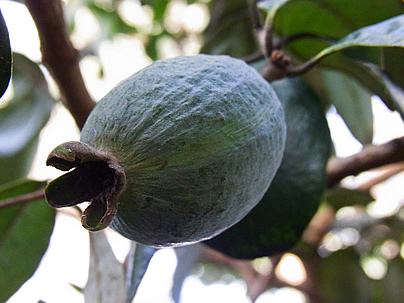 O fruto da feijoa. Foto de thewebprincess