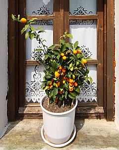 Laranjinha-kinkan. A fruta que se come a casca ao invés da polpa. Foto de Vassil Tzvetanov